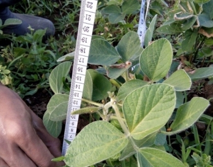Soybean