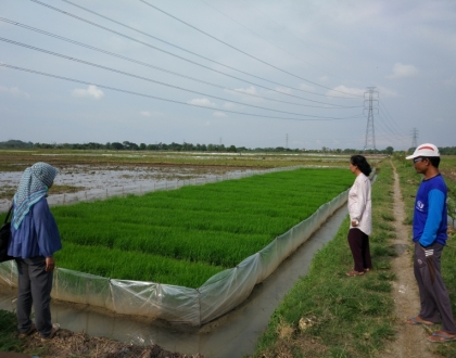 Type of rice: Ciherang