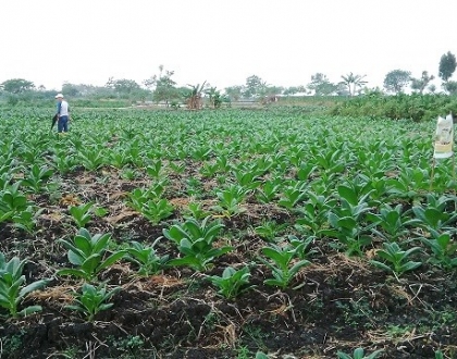 Tobacco