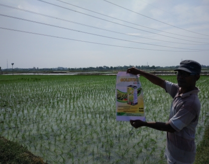 Type of rice: Ciherang