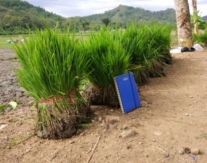 Type of rice: IF-8