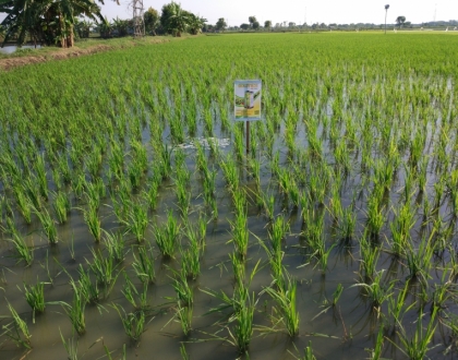 Type of rice: Ciherang