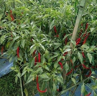 Chilli