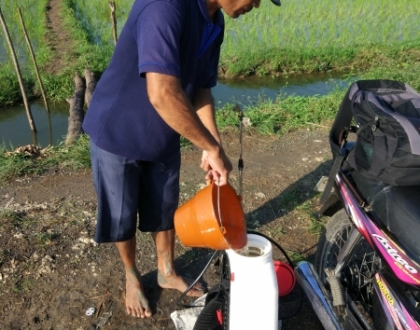 Type of rice: Ciherang