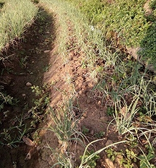 Shallot - Control