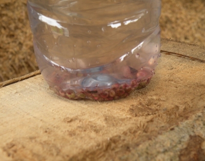 Seed soaking